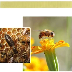 Skadedjur & Insekter-40 st Manhao Fluvalinat Strips Kvalster Varroa Biodling Medicin