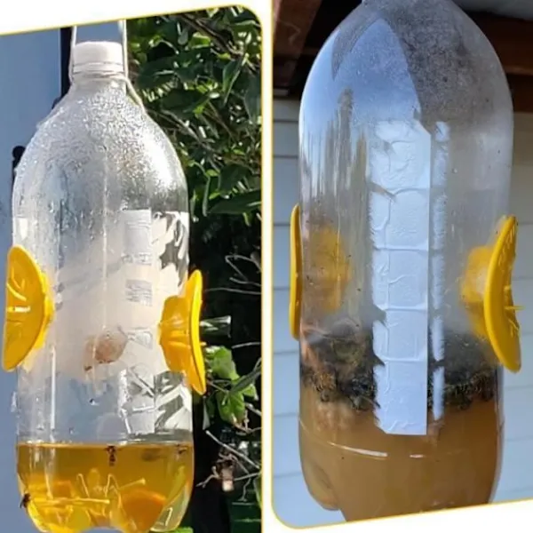 Skadedjur & Insekter-Fälla för asiatisk bålgeting, mikrogeting, getingfälla bifångare plast insektfälla getingfälla fångare, 6 stycken