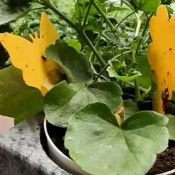 Skadedjur & Insekter-Flugfälla / Flugfångare - 3 olika former