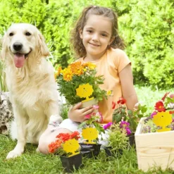 Skadedjur & Insekter-Gul klibbig insektsfångare, 10 st dubbelsidiga fruktflugfällor för växtskydd utomhus inomhus trädgård (blomma)