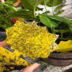 INF Skadedjur & Insekter-Klibbig fälla för skadeinsekter på krukväxter Flugfångare 12-pack