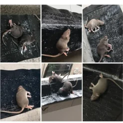 Skadedjur & Insekter-INF Klisterfälla för möss 5-pack Svart M