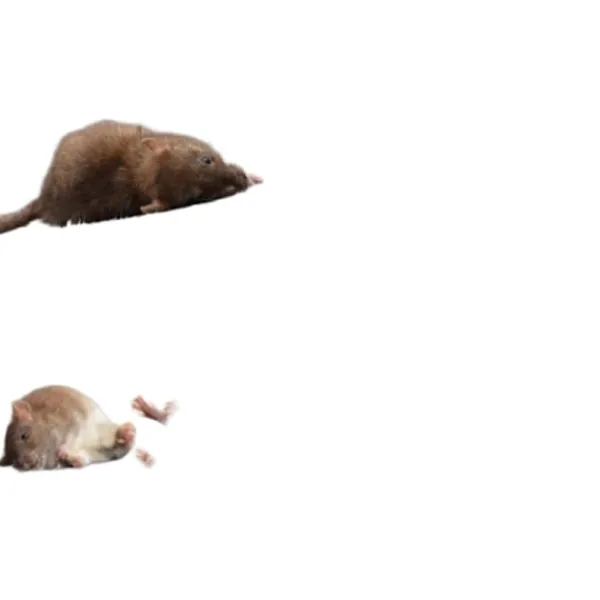 Skadedjur & Insekter-INF Klisterfälla för möss 5-pack Svart M