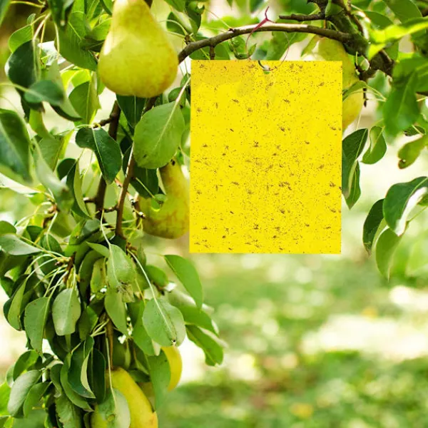 INF Skadedjur & Insekter-Klibbig fälla för skadeinsekter Flugfångare 20-pack 20x10 cm