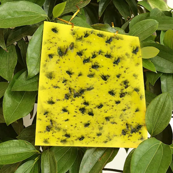 INF Skadedjur & Insekter-Klibbig fälla för skadeinsekter Flugfångare 20-pack 20x10 cm