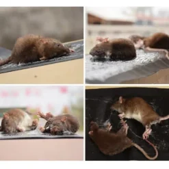 Skadedjur & Insekter-Klibbig Musfälla 5-pack M M