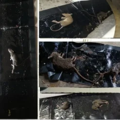 Skadedjur & Insekter-Klibbig musfälla 5-pack L L