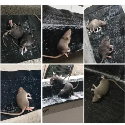 Skadedjur & Insekter-Klibbig musfälla 5-pack L L