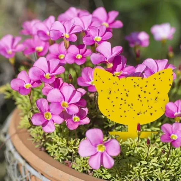 Skadedjur & Insekter-60-pack Flugfångare / Flugfälla / Klisterfälla för insekter Gul_qq