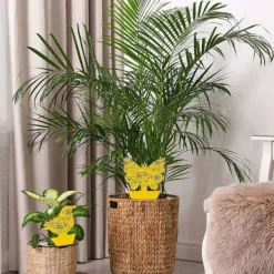 Megabilligt Skadedjur & Insekter-20-pack Flugfångare - Flugfälla - Fjäril