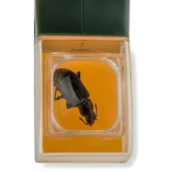 Skadedjur & Insekter-Uppgraderad version av insektsfångare handhållen bi-insektsklämma kackerlacka spindel insektsfångstverktyg