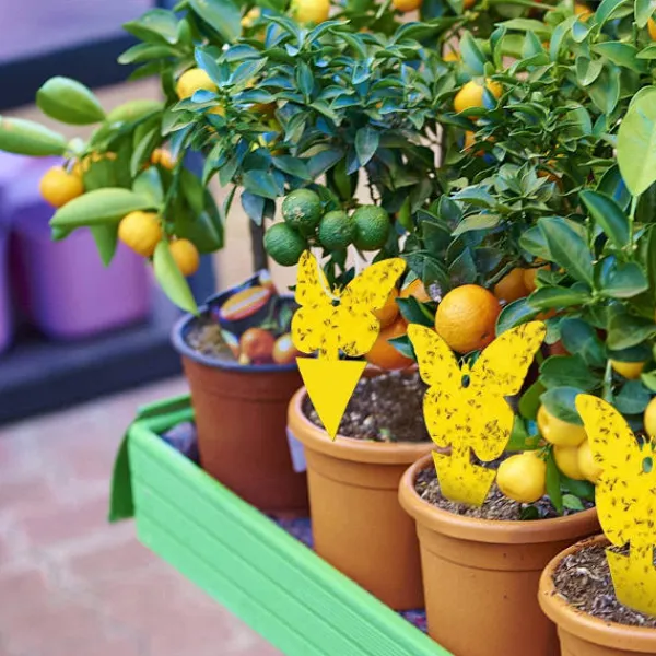 Generic Skadedjur & Insekter-20X Flugfångare Klisterfälla Insektsfälla one size